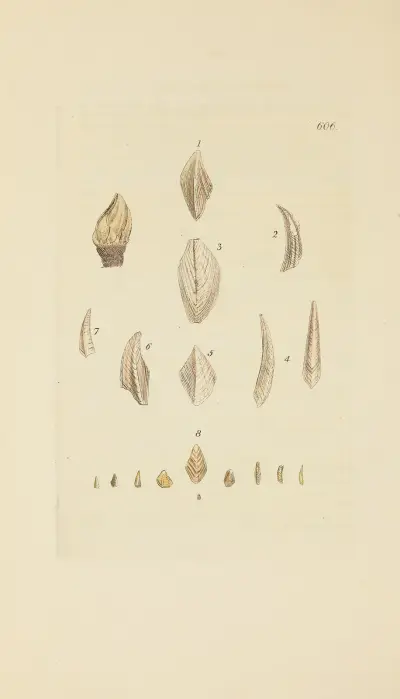 The mineral conchology of Great Britain Pl.393 av James Sowerby