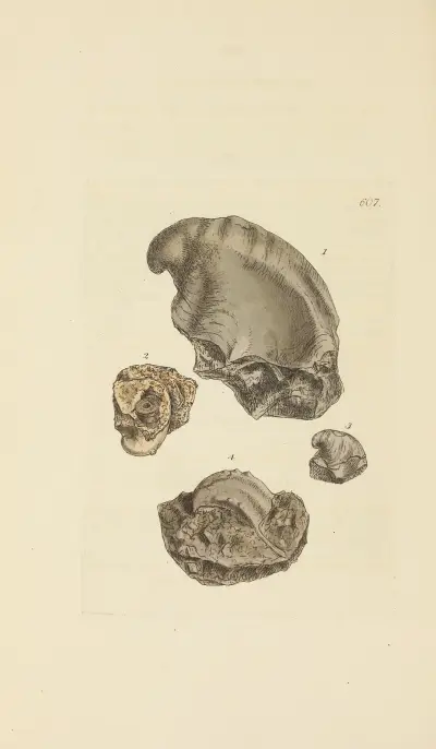 The mineral conchology of Great Britain Pl.394 av James Sowerby