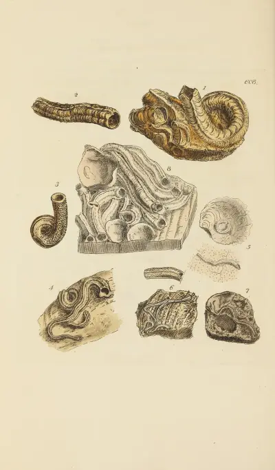 The mineral conchology of Great Britain Pl.395 av James Sowerby