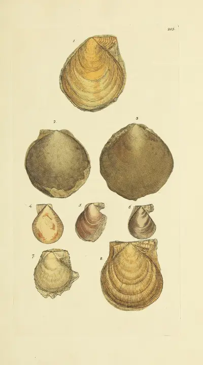 The Mineral Conchology of Great Britain, plansch 398 av James Sowerby