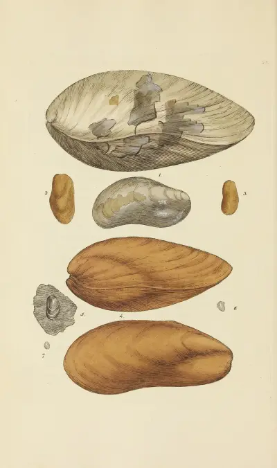 The mineral conchology of Great Britain Pl.402 av James Sowerby