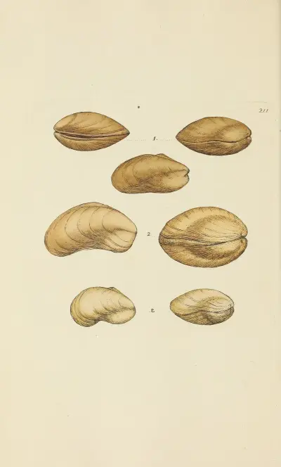 Mineralconchyliologi från Storbritannien, pl. 403 av James Sowerby