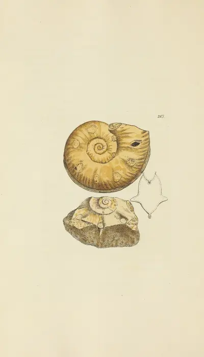 Mineralogie över Storbritanniens snäckor, plansch 405 av James Sowerby
