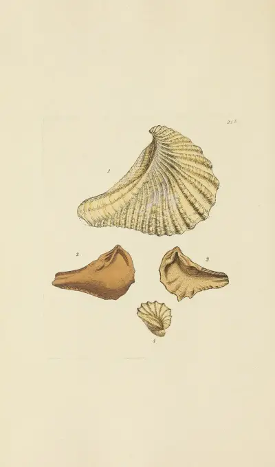 Mineralconchologie från Storbritannien, plansch 407 av James Sowerby