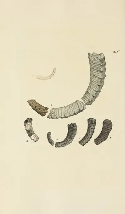 The mineral conchology of Great Britain Pl.408 av James Sowerby