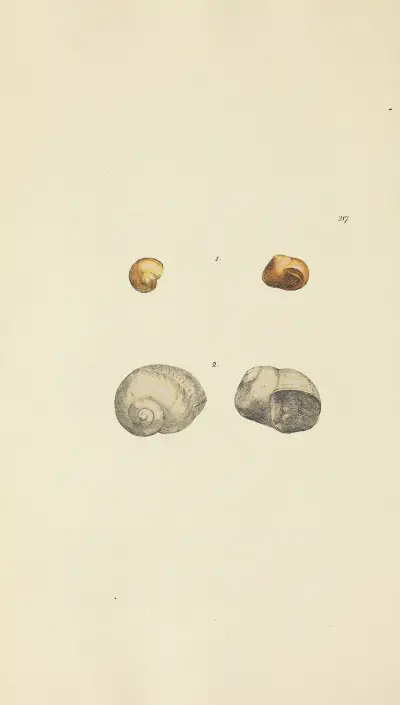 The mineral conchology of Great Britain Pl.409 av James Sowerby