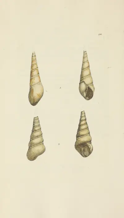 Brittisk mineralisk conchologi pl. 410 av James Sowerby