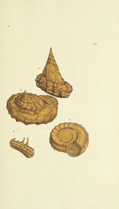 The mineral conchology of Great Britain Pl.411 av James Sowerby