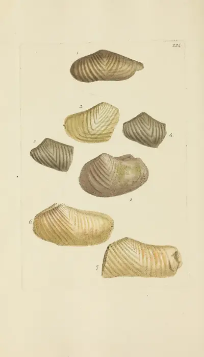 Mineralconchology av Storbritannien, pl. 415 av James Sowerby