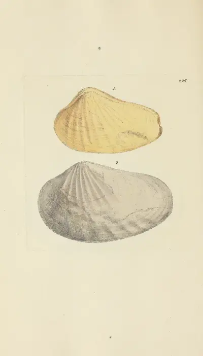 The mineral conchology of Great Britain Pl.417 av James Sowerby