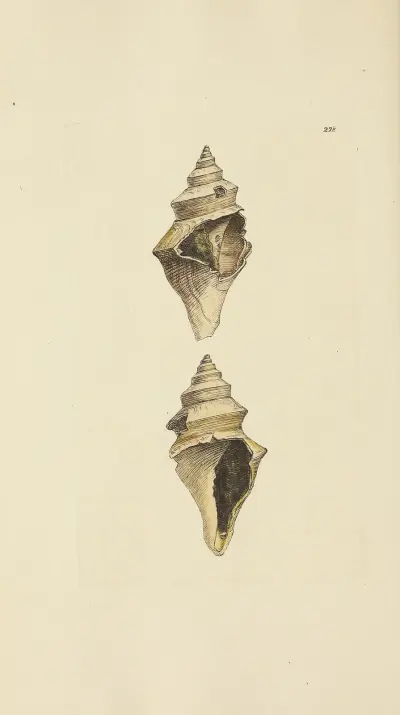 Mineralogi och snäckor – Storbritannien, plansch 419 av James Sowerby
