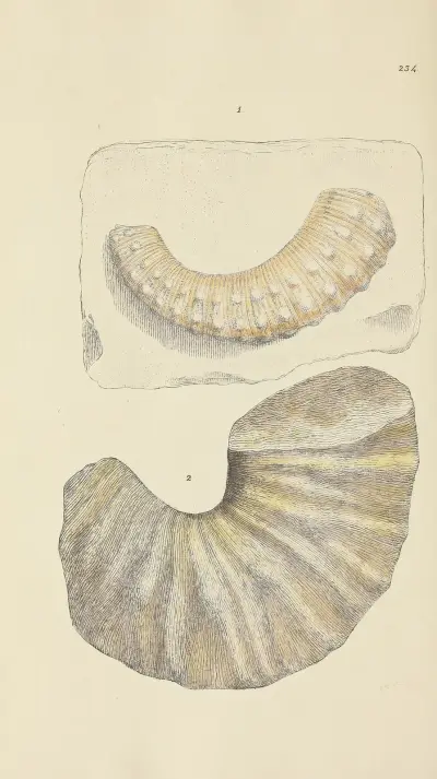 The Mineral Conchology of Great Britain, plansch 425 av James Sowerby