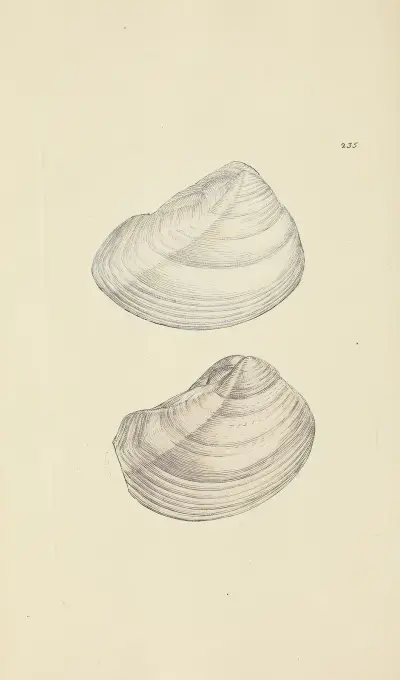 The mineral conchology of Great Britain Pl.426 av James Sowerby