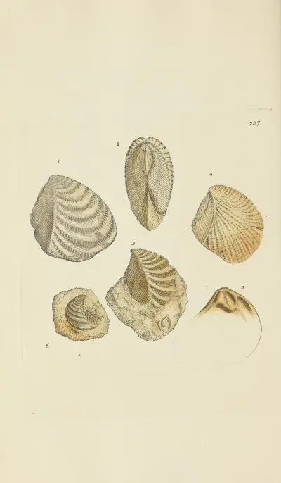 Mineralogisk konchyliologi för Storbritannien Pl.428 av James Sowerby