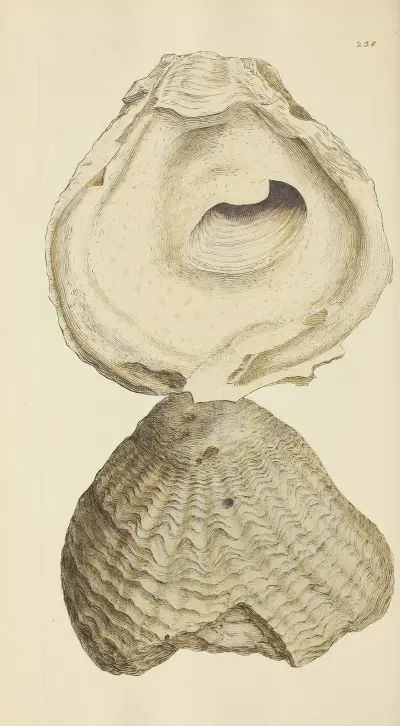 The mineral conchology of Great Britain Pl.429 av James Sowerby