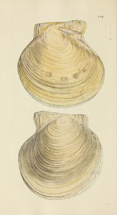 The mineral conchology of Great Britain Pl.430 av James Sowerby