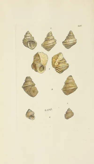 The mineral conchology of Great Britain Pl.431 av James Sowerby