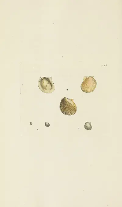 The mineral conchology of Great Britain Pl.433 av James Sowerby