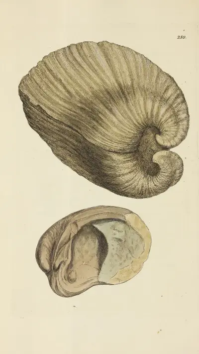 Brittisk mineralisk conchyliologi, pl. 438 av James Sowerby