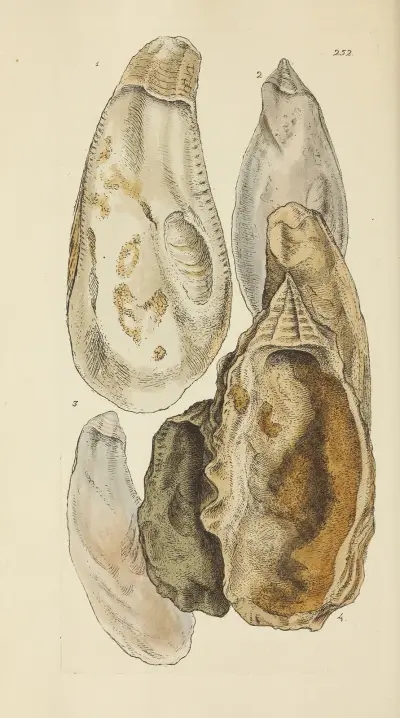 Mineralconchology från Storbritannien, plansch 440 av James Sowerby