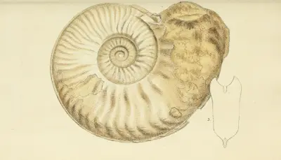 Mineralogi över Storbritanniens snäckor, pl. 443 av James Sowerby