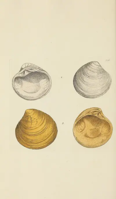Mineralconchologi från Storbritannien, pl. 444 av James Sowerby