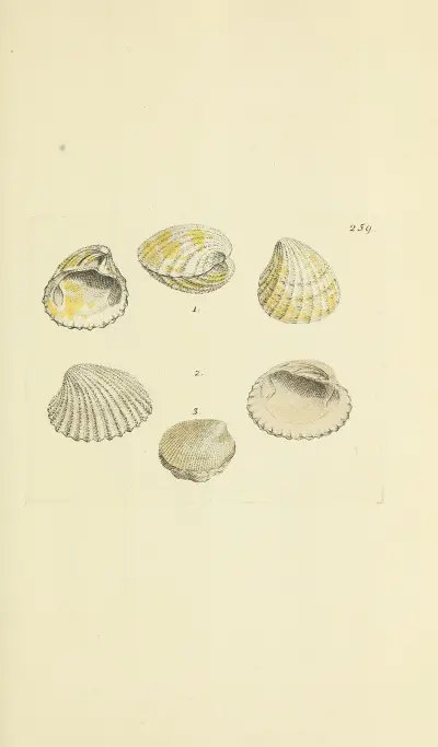The mineral conchology of Great Britain Pl.447 av James Sowerby