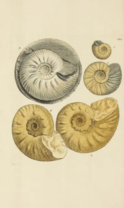 The mineral conchology of Great Britain Pl.450 av James Sowerby