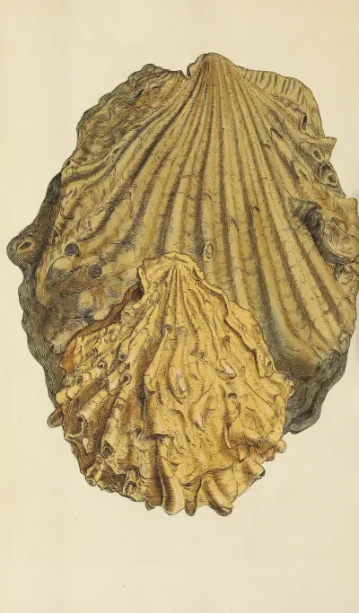 Mineralconchologi från Storbritannien, plansch 451 av James Sowerby