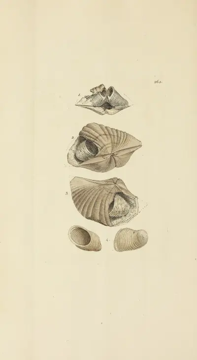 The mineral conchology of Great Britain Pl.452 av James Sowerby