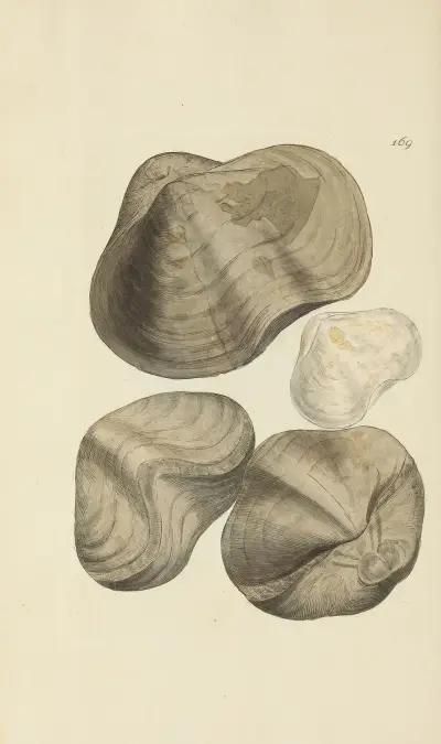 The mineral conchology of Great Britain, pl. 455 av James Sowerby