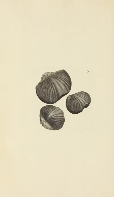 The mineral conchology of Great Britain Pl.457 av James Sowerby