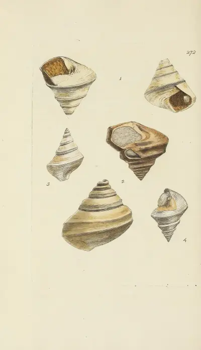 Mineralconchologi från Storbritannien, plansch 458 av James Sowerby
