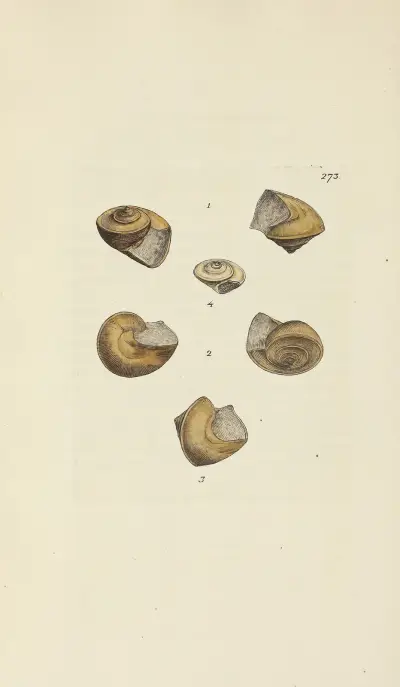 The mineral conchology of Great Britain Pl.459 av James Sowerby