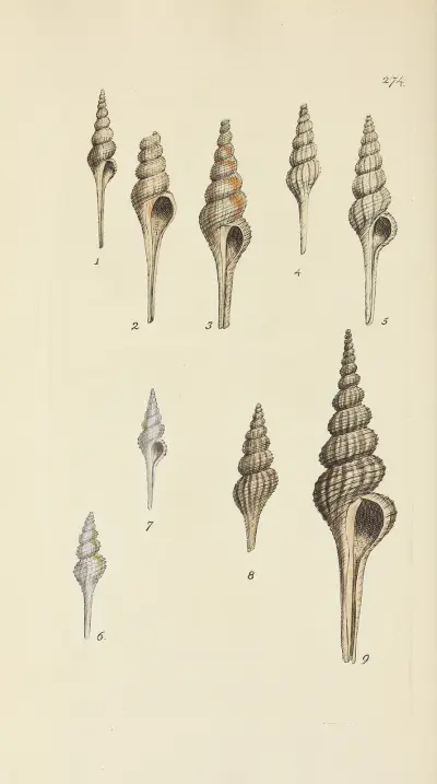 Mineralconchyliologi från Storbritannien, plansch 460 av James Sowerby
