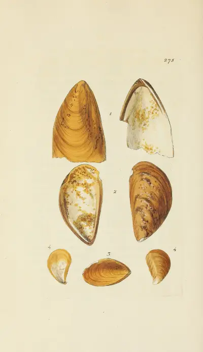 The mineral conchology of Great Britain Pl.461 von James Sowerby