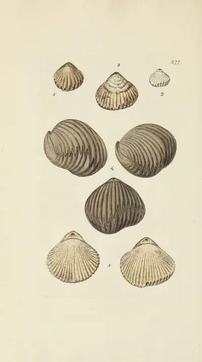 The mineral conchology of Great Britain Pl.463 av James Sowerby