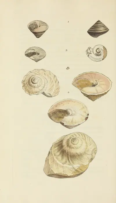 The mineral conchology of Great Britain Pl.464 av James Sowerby