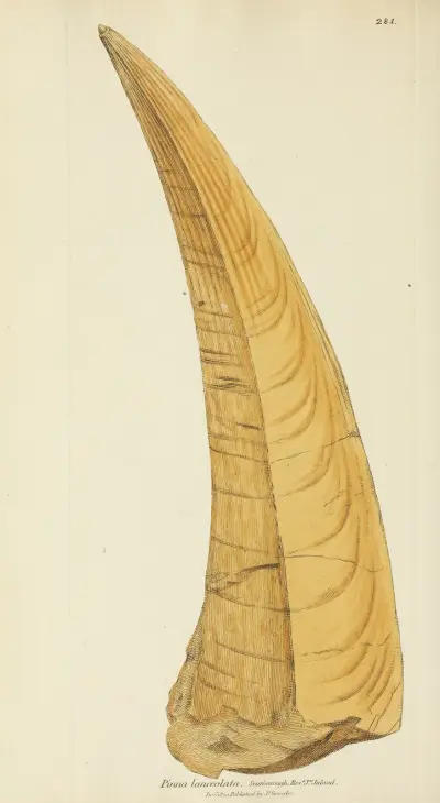 The mineral conchology of Great Britain Pl.467 av James Sowerby