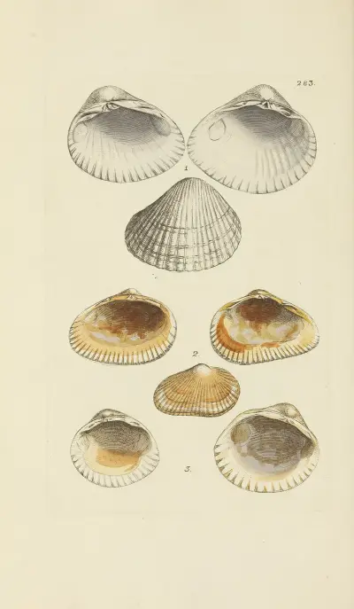 The mineral conchology of Great Britain Pl.469 av James Sowerby
