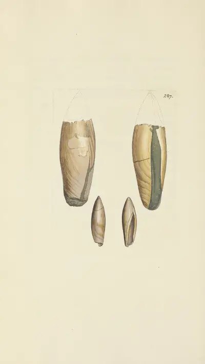 The mineral conchology of Great Britain Pl.473 von James Sowerby