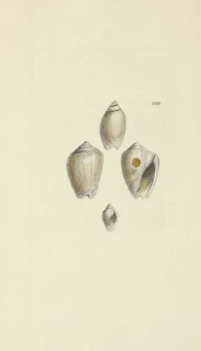 The mineral conchology of Great Britain Pl.474 av James Sowerby