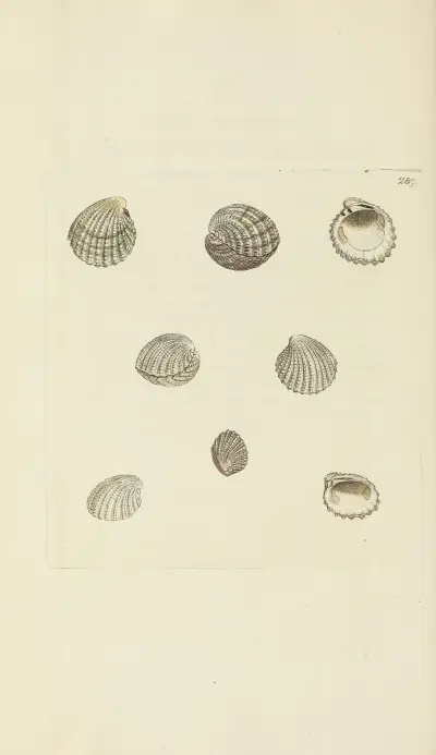 The mineral conchology of Great Britain Pl.475 von James Sowerby