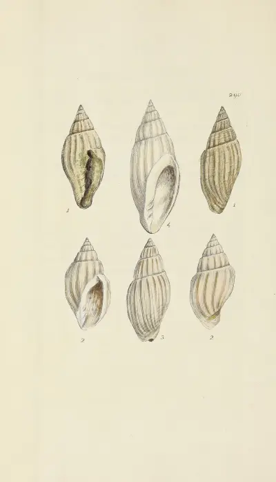 The mineral conchology of Great Britain Pl.476 av James Sowerby