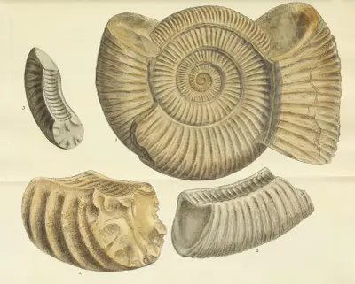 The mineral conchology of Great Britain Pl.478 av James Sowerby