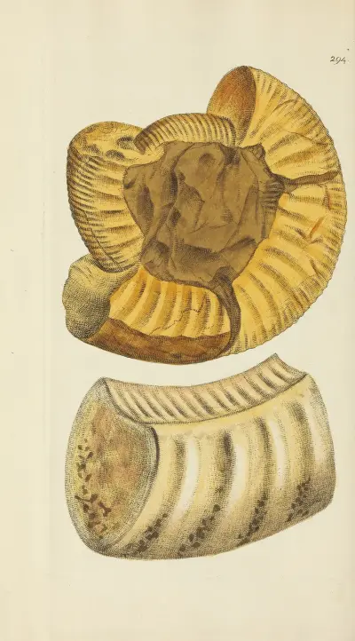 The mineral conchology of Great Britain Pl.479 av James Sowerby