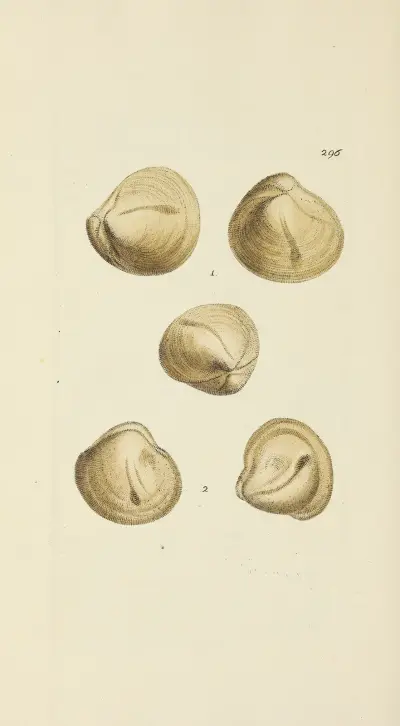 The mineral conchology of Great Britain Pl.481 av James Sowerby