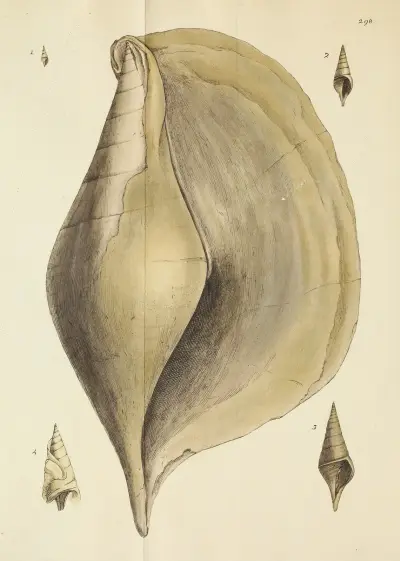 The mineral conchology of Great Britain Pl.483 av James Sowerby