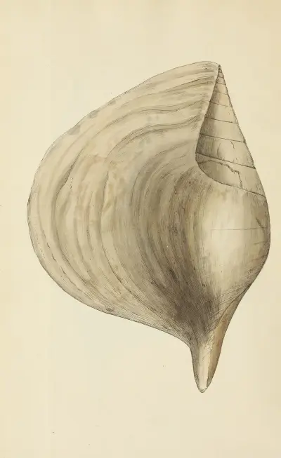 The mineral conchology of Great Britain Pl.485 av James Sowerby