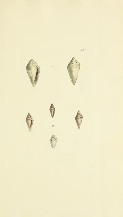 The mineral conchology of Great Britain Pl.486 av James Sowerby
